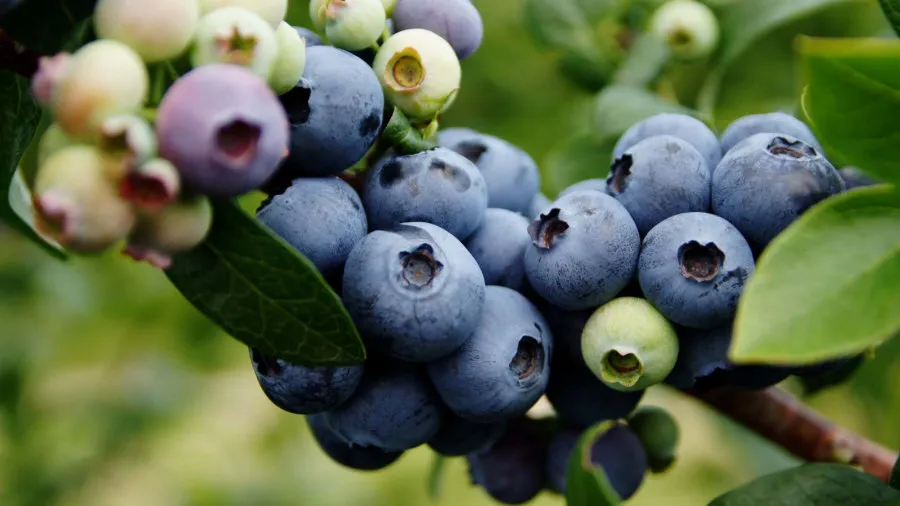 Krzewiński marjapensas taimitarha tukkumyynti 01