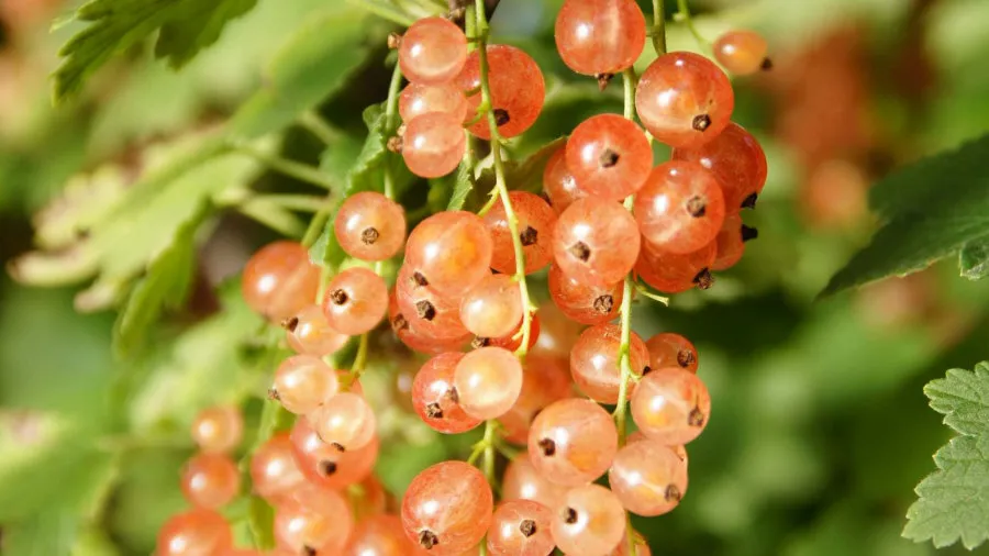 Krzewiński marjapensas taimitarha tukkumyynti 04