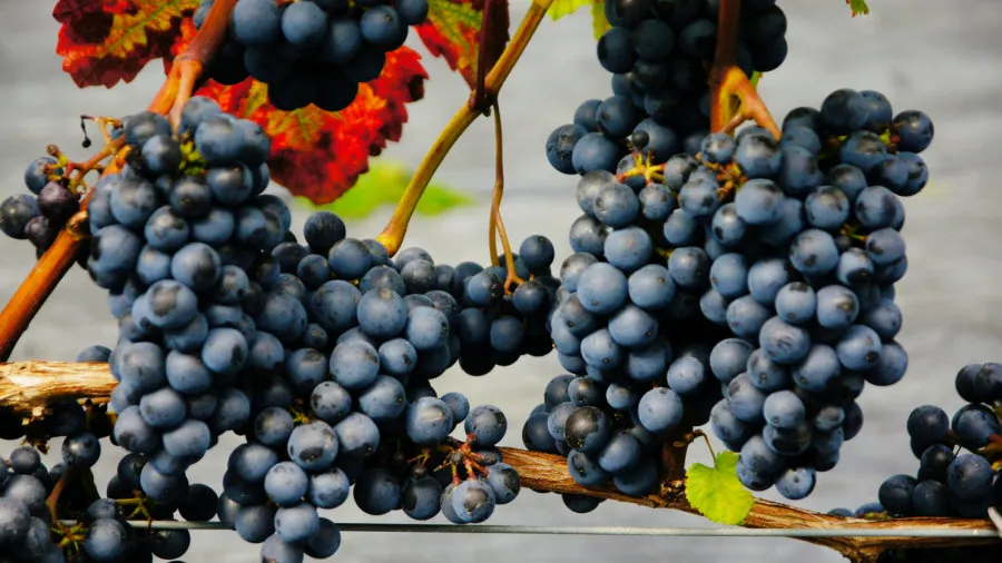 Krzewiński marjapensas taimitarha tukkumyynti 05