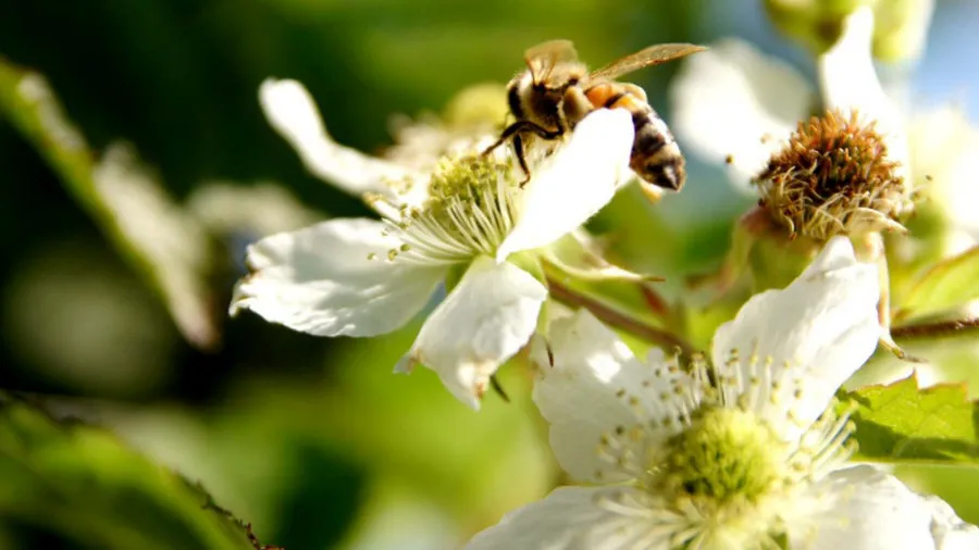 Krzewiński marjapensas taimitarha tukkumyynti 07