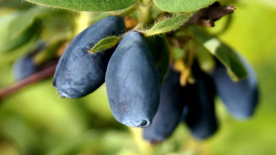 Krzewiński marjapensas taimitarha tukkumyynti 10