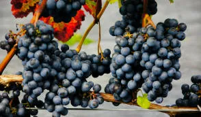 Krzewiński marjapensas taimitarha tukkumyynti - kuva 06