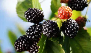 Krzewiński marjapensas taimitarha tukkumyynti - img 09