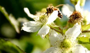Krzewiński marjapensas taimitarha tukkumyynti - kuva 12