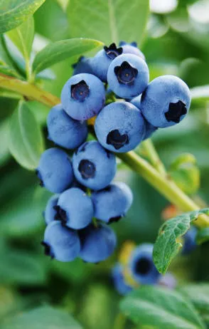 Krzewiński marjapensas taimitarha tukkumyynti - kuvaa 13