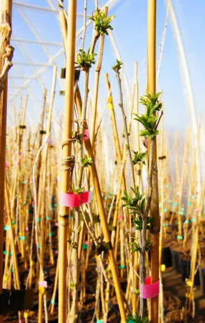 Krzewiński marjapensas taimitarha tukkumyynti - kuva 14